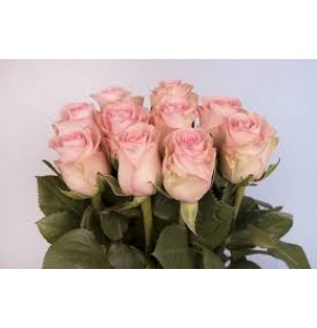 ΤΡΙΑΝΤΑΦΥΛΛΑ ΡΟΖ 60εκ. ROSEN SVETLANA 60cm